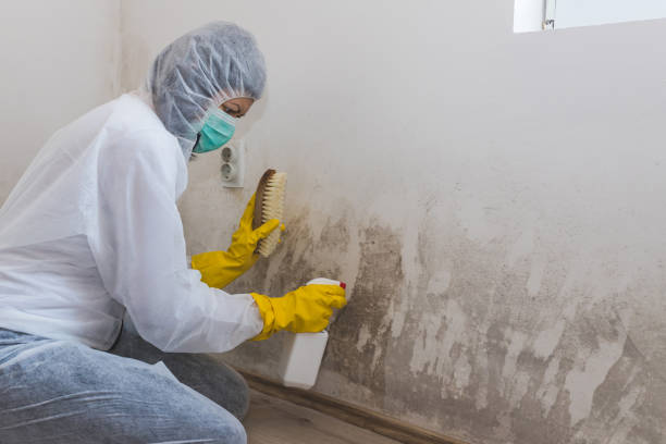 Best Mold Damage Restoration  in Armona, CA