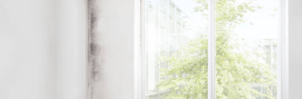 Best Black Mold Removal  in Armona, CA